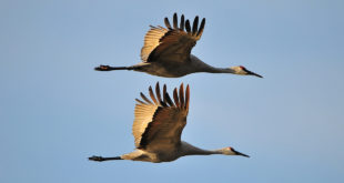 Sandhill cranes at God's Picnic