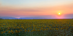 Sunset over a field of sunflowers