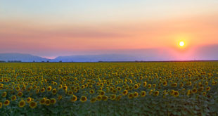 Sunset over a field of sunflowers