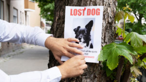 Lost Dog flyer