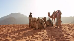 camel and desert people