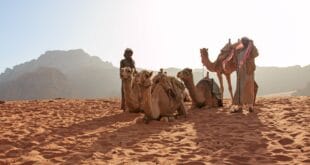camel and desert people