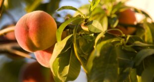 peaches on tree